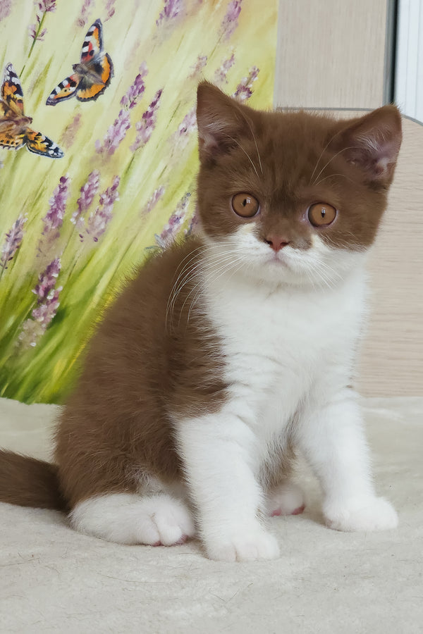 Armani | British Shorthair Kitten