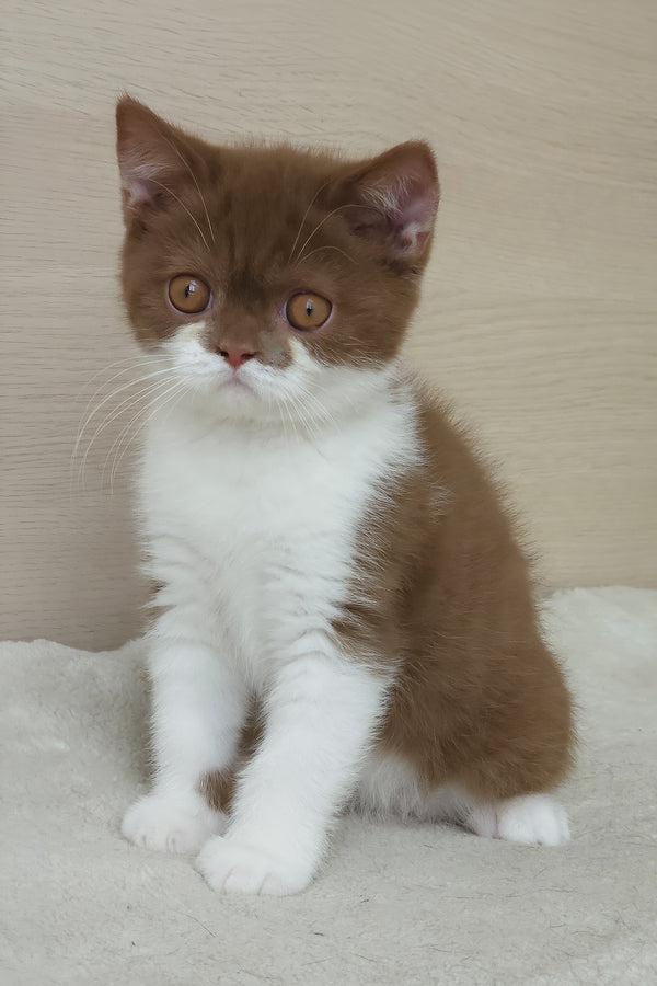 Armani | British Shorthair Kitten
