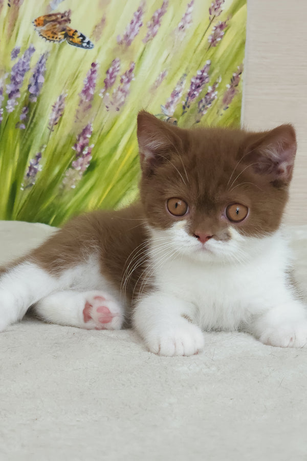 Armani | British Shorthair Kitten