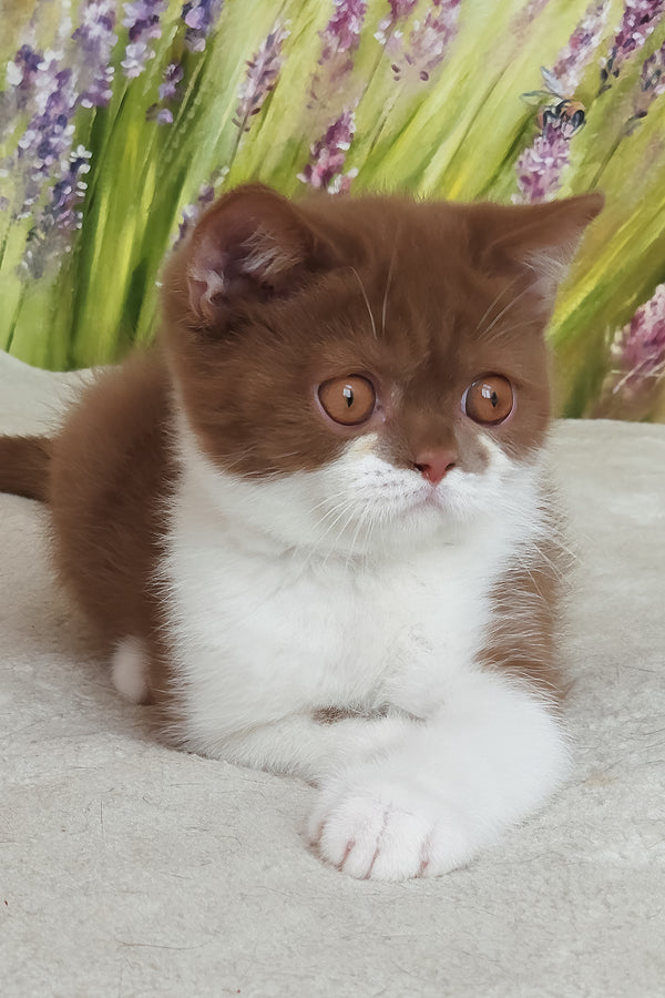 Armani | British Shorthair Kitten