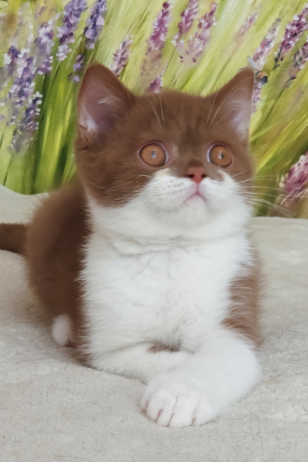 Armani | British Shorthair Kitten