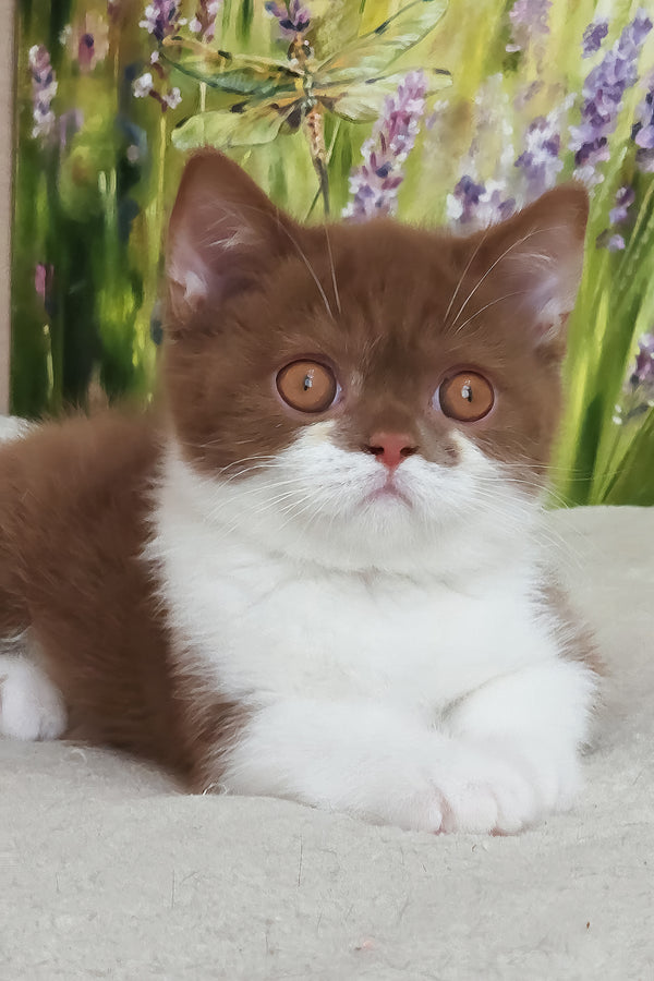 Armani | British Shorthair Kitten