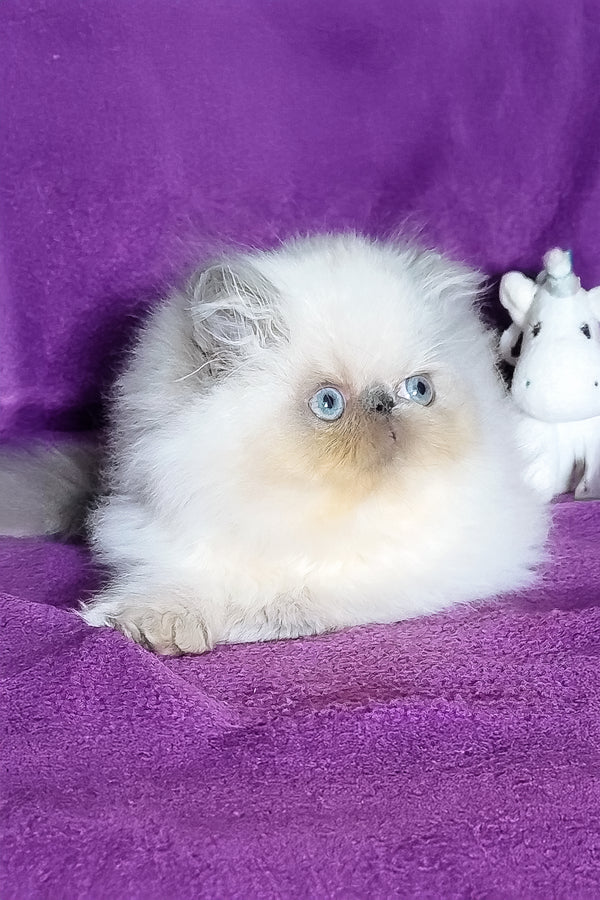 Arni | Persian Kitten