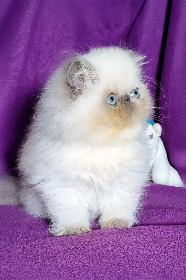 Arni | Persian Kitten
