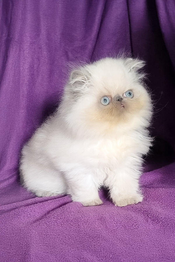 Arni | Persian Kitten