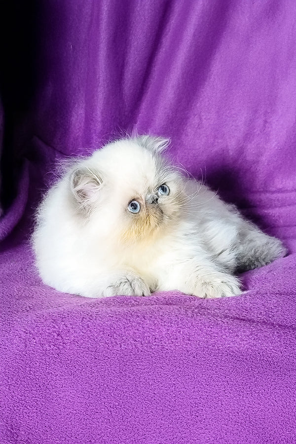 Arni | Persian Kitten