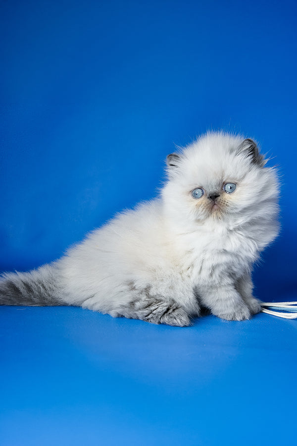 Arni | Persian Kitten