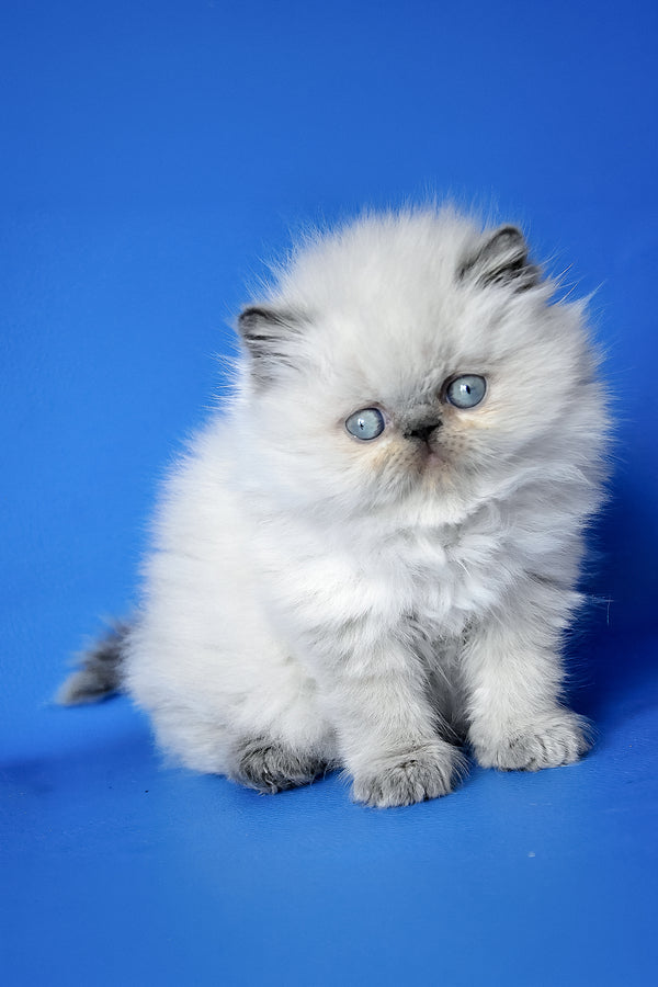 Arni | Persian Kitten