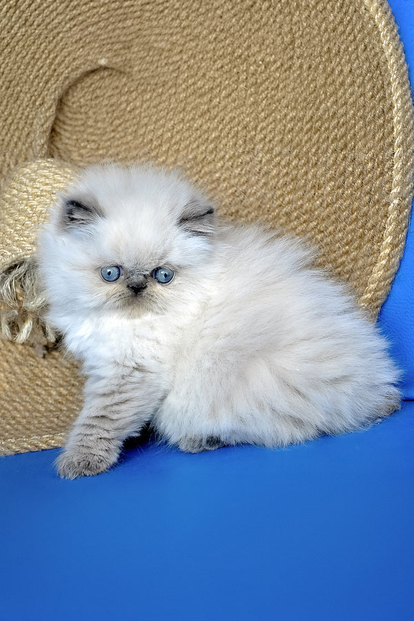 Arni | Persian Kitten