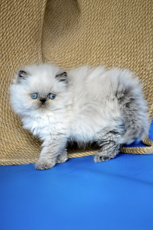 Arni | Persian Kitten