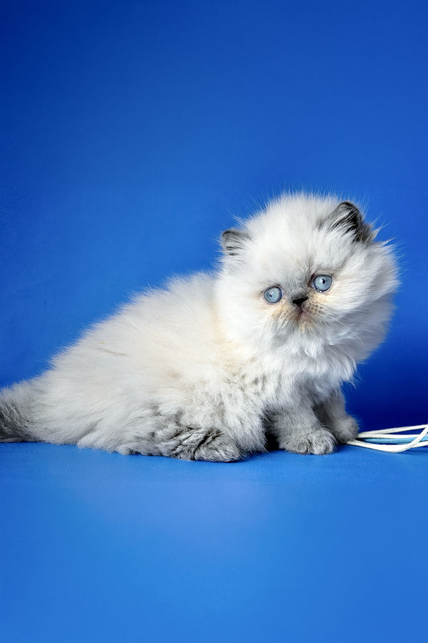 Arni | Persian Kitten