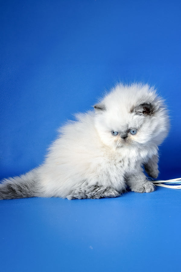Arni | Persian Kitten
