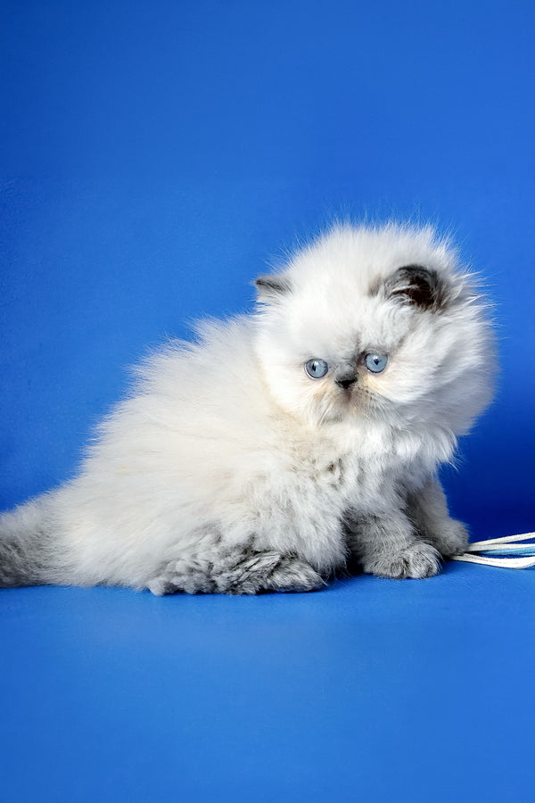 Arni | Persian Kitten