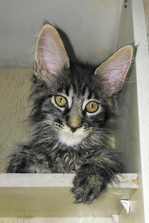 Arnold | Maine Coon Kitten