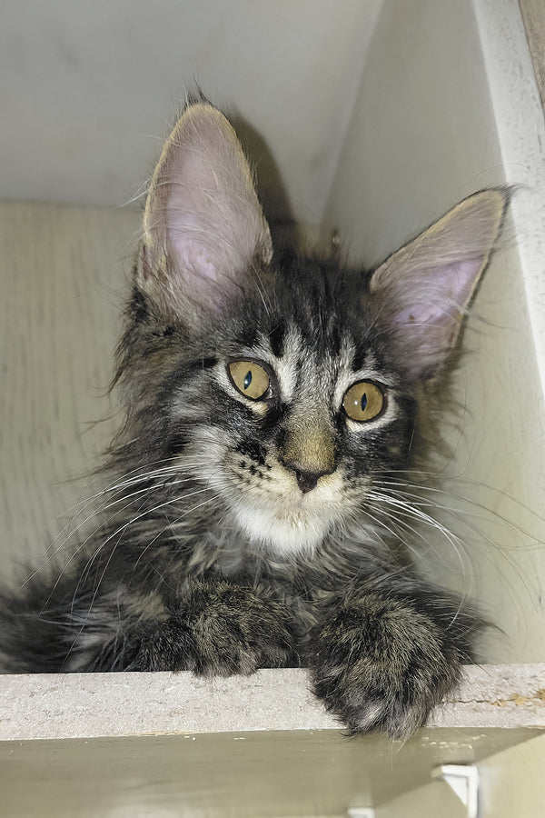 Arnold | Maine Coon Kitten