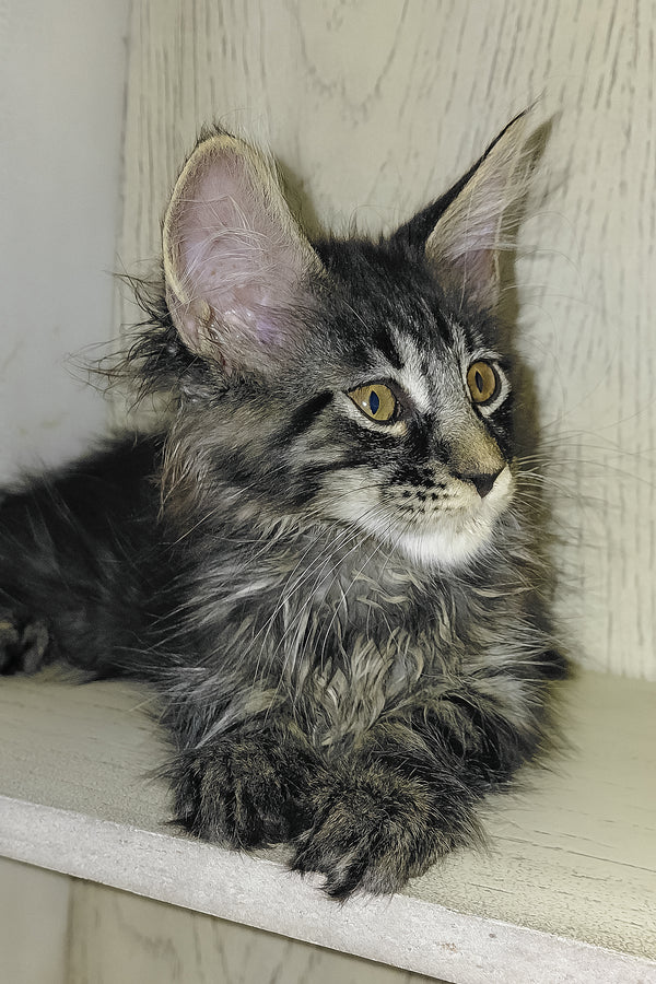 Arnold | Maine Coon Kitten