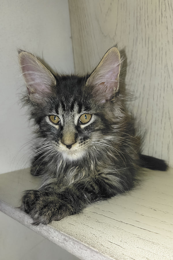 Arnold | Maine Coon Kitten
