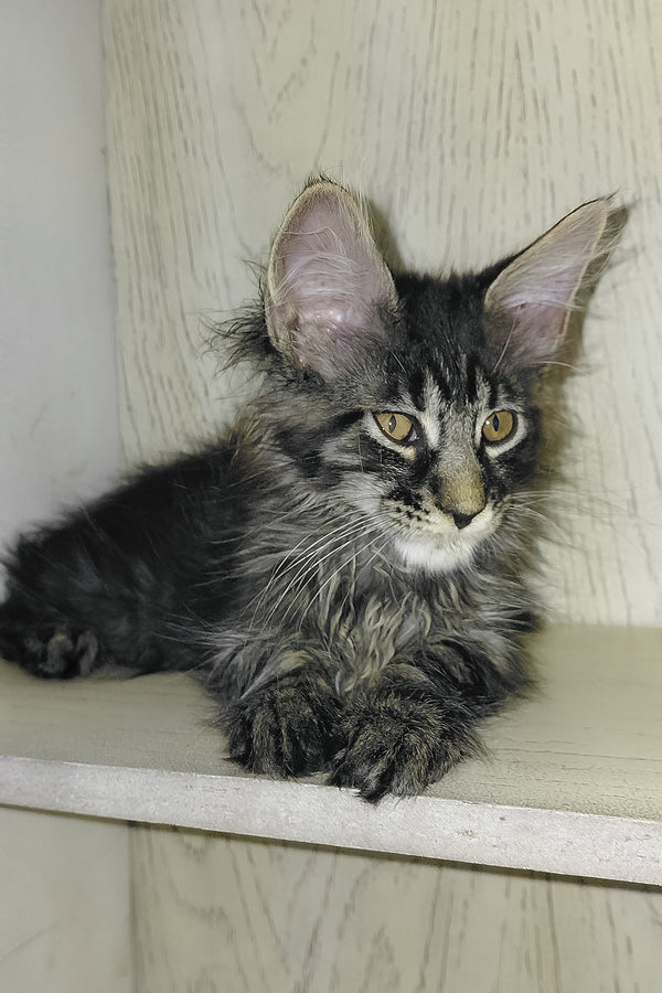 Arnold | Maine Coon Kitten