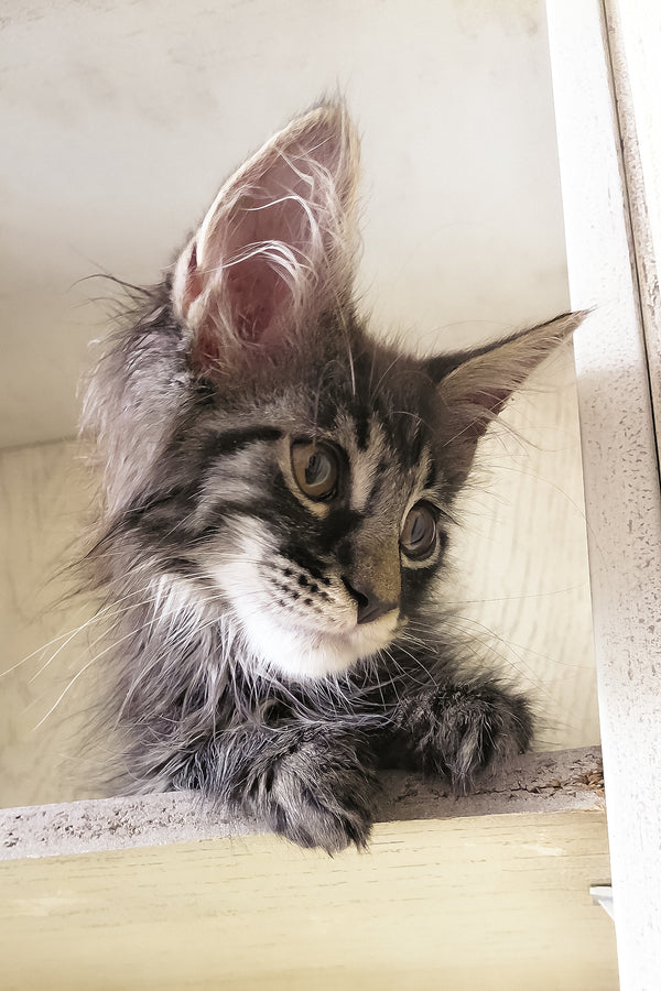 Arnold | Maine Coon Kitten