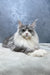 Arriva | Maine Coon Kitten