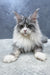 Arriva | Maine Coon Kitten