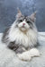 Arriva | Maine Coon Kitten