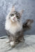 Arriva | Maine Coon Kitten