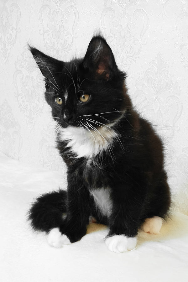 Arthur | Maine Coon Kitten