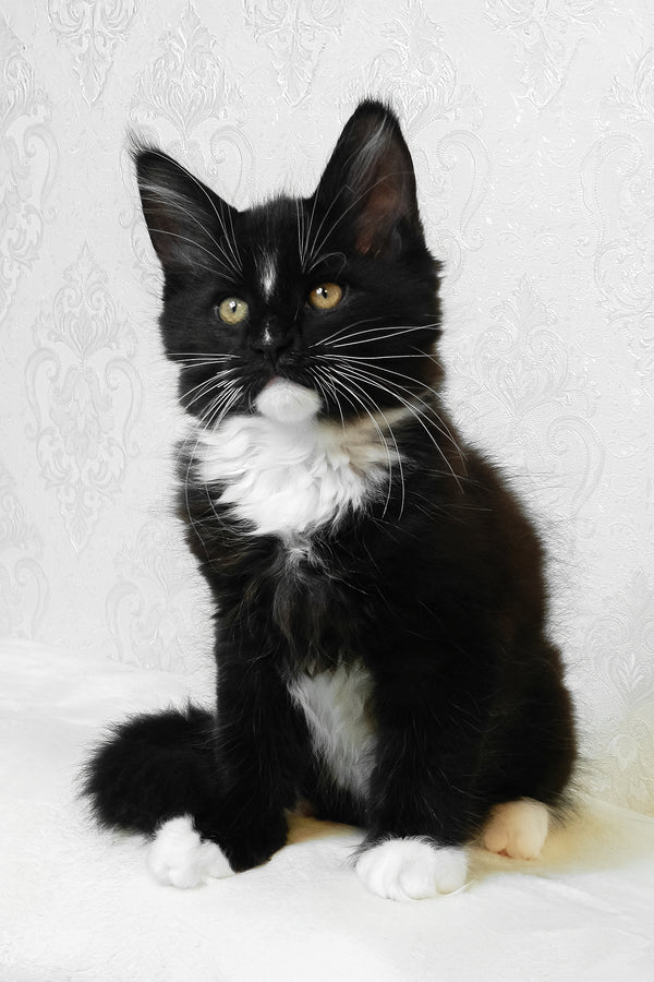 Arthur | Maine Coon Kitten