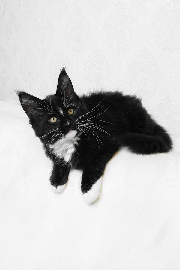 Arthur | Maine Coon Kitten