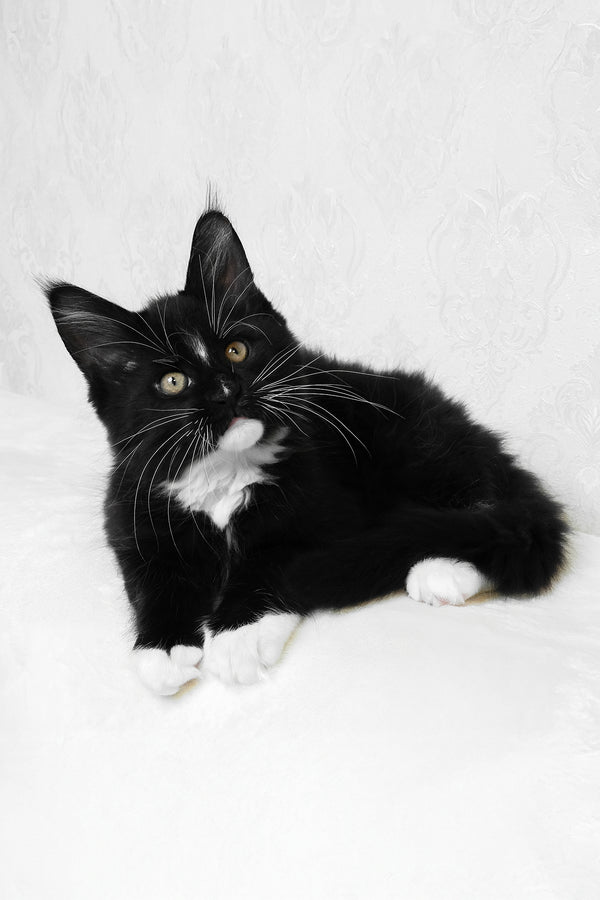 Arthur | Maine Coon Kitten