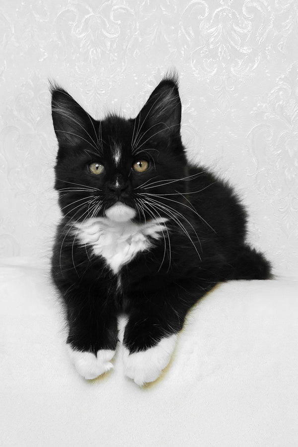 Arthur | Maine Coon Kitten