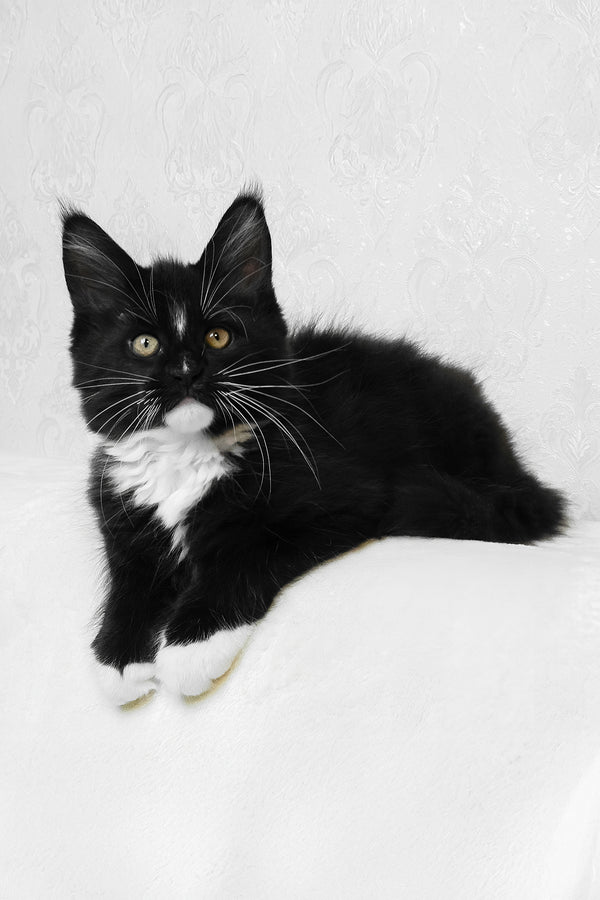 Arthur | Maine Coon Kitten