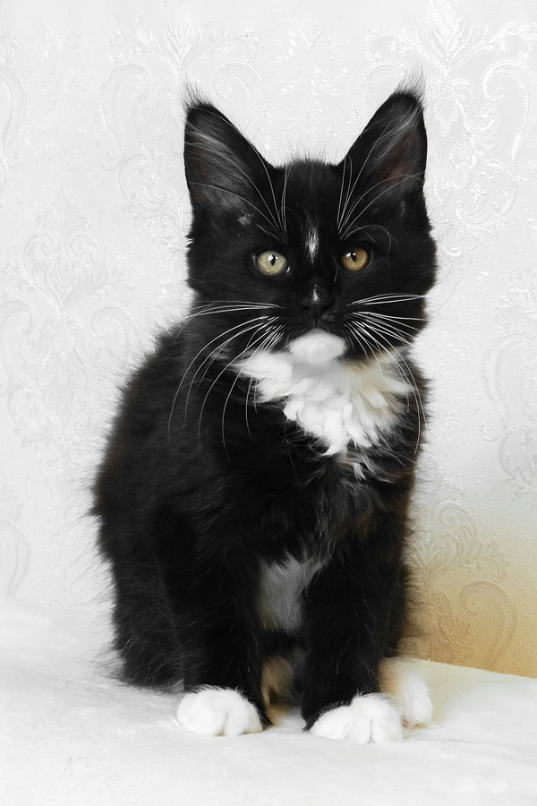 Arthur | Maine Coon Kitten