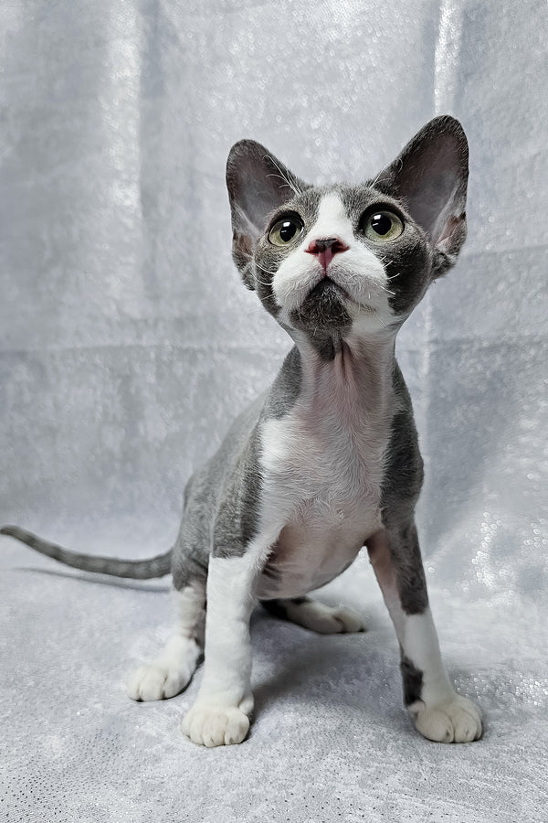 Arthur | Devon Rex Kitten
