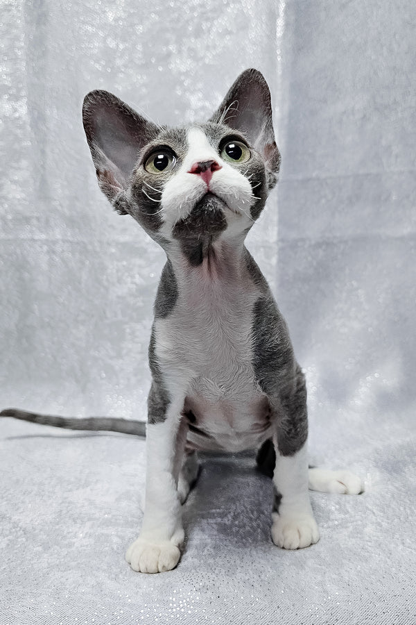 Arthur | Devon Rex Kitten