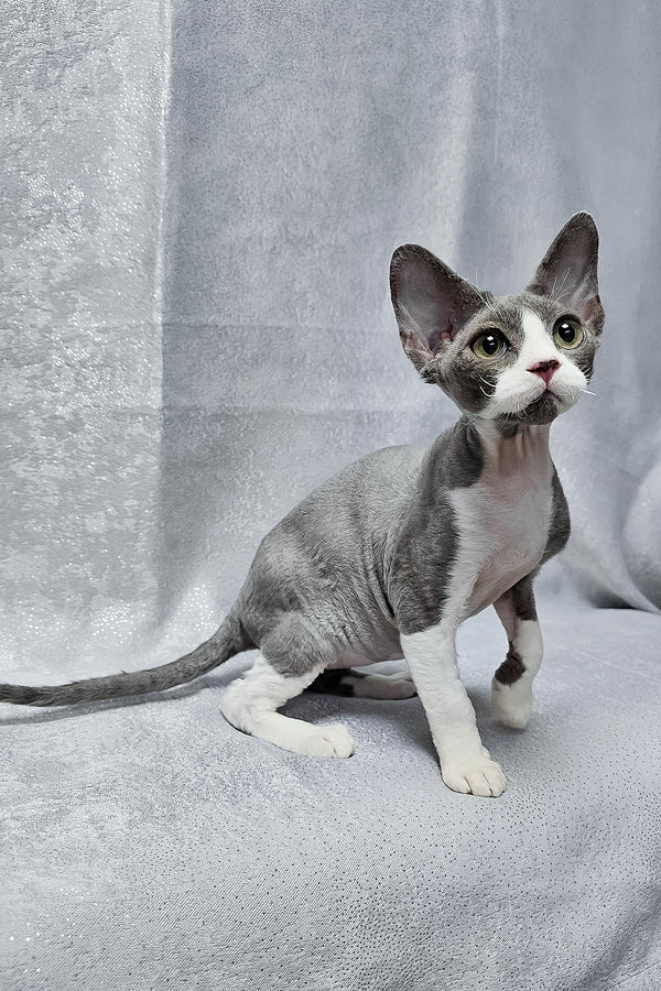 Arthur | Devon Rex Kitten