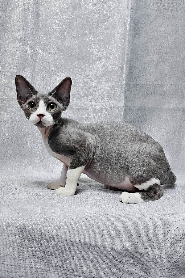 Arthur | Devon Rex Kitten