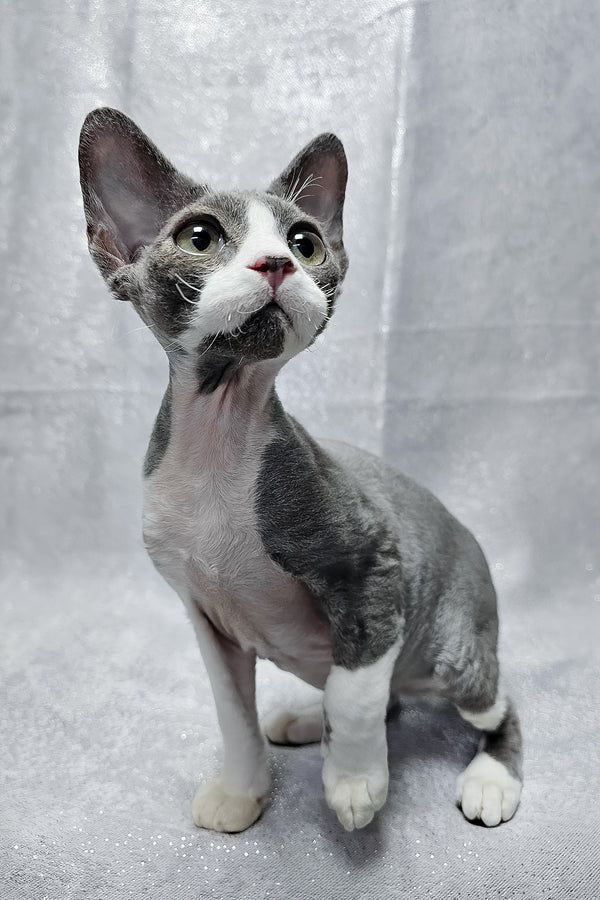 Arthur | Devon Rex Kitten