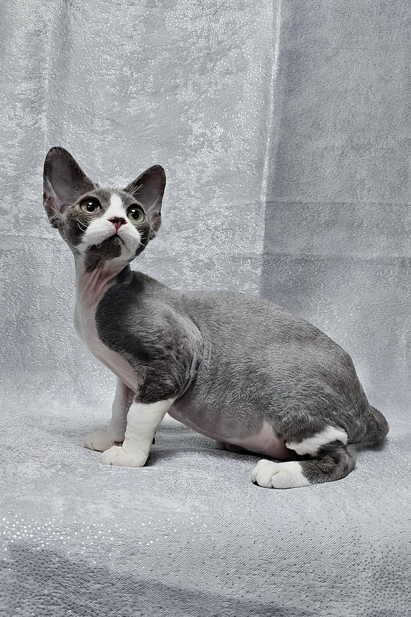 Arthur | Devon Rex Kitten