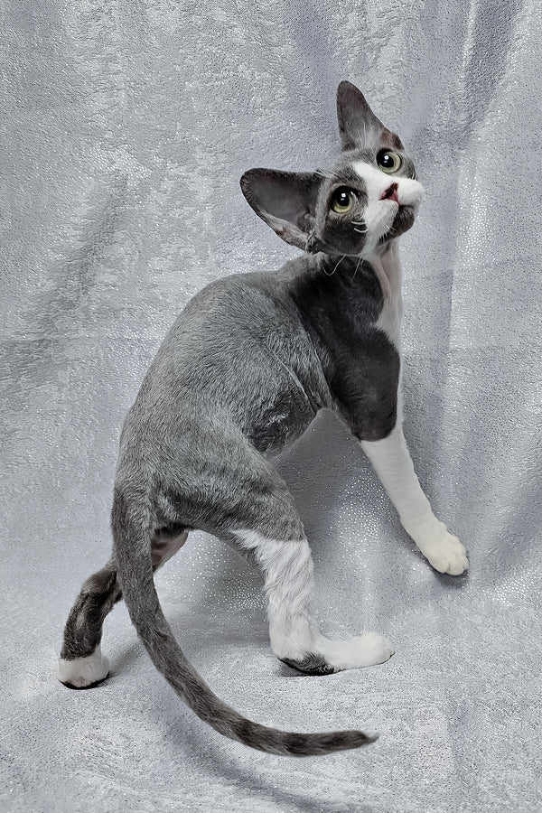 Arthur | Devon Rex Kitten