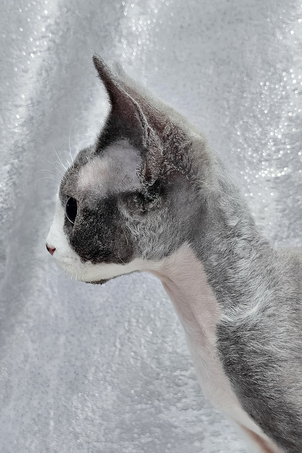 Arthur | Devon Rex Kitten