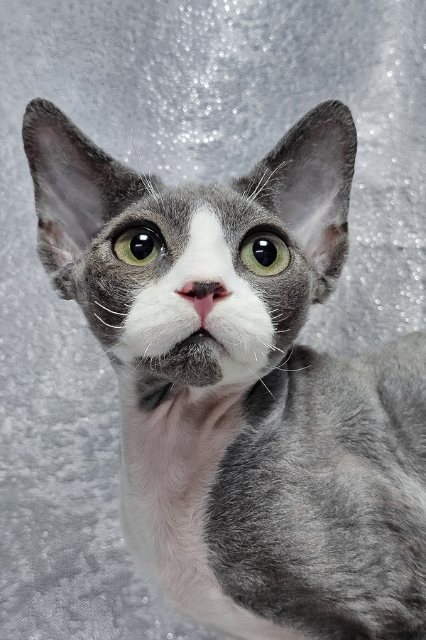 Arthur | Devon Rex Kitten