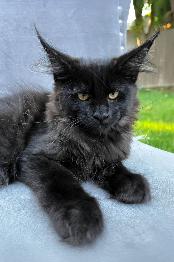 Arthur | Maine Coon Kitten
