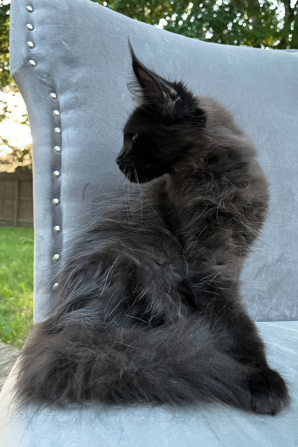 Arthur | Maine Coon Kitten