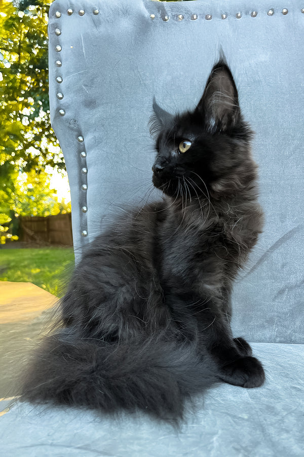 Arthur | Maine Coon Kitten
