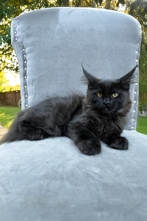 Arthur | Maine Coon Kitten