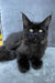 Arthur | Maine Coon Kitten
