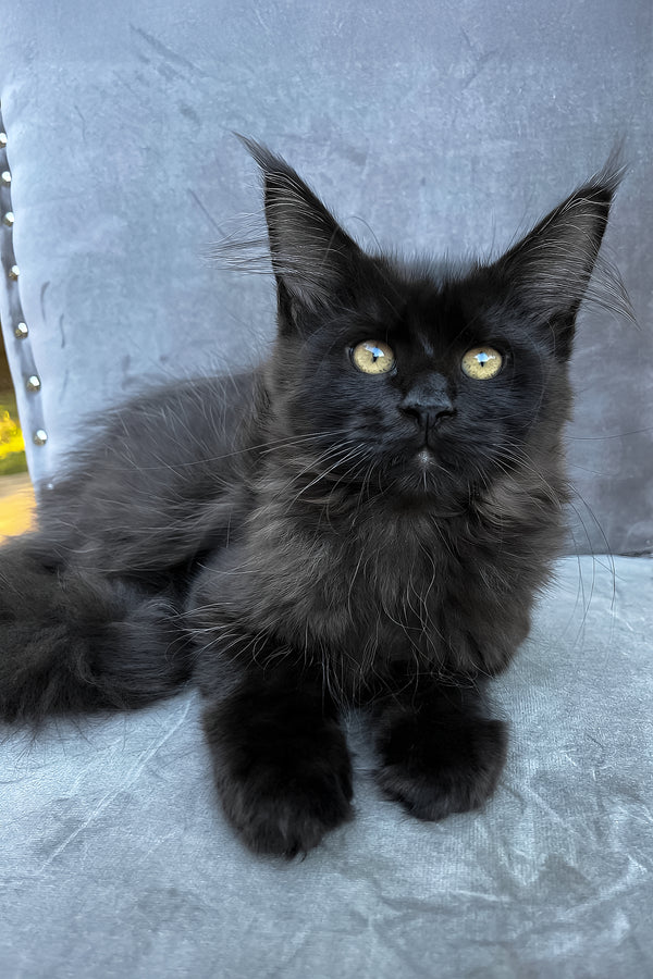 Arthur | Maine Coon Kitten