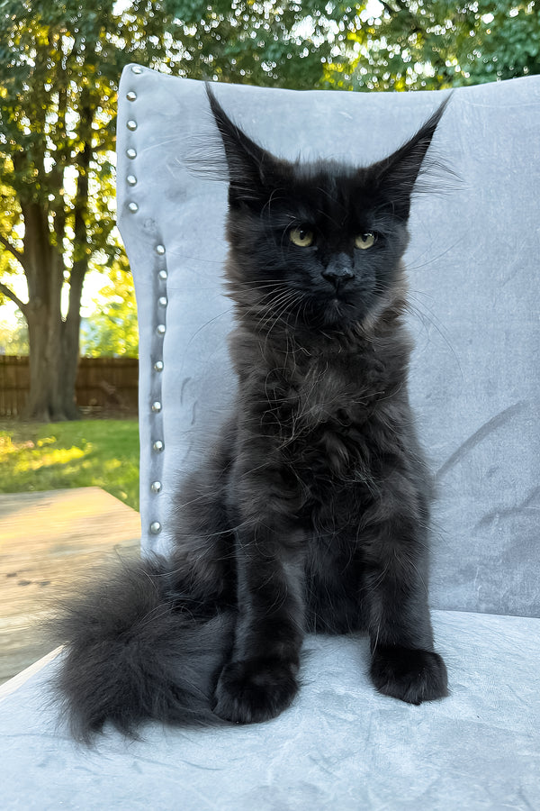 Arthur | Maine Coon Kitten